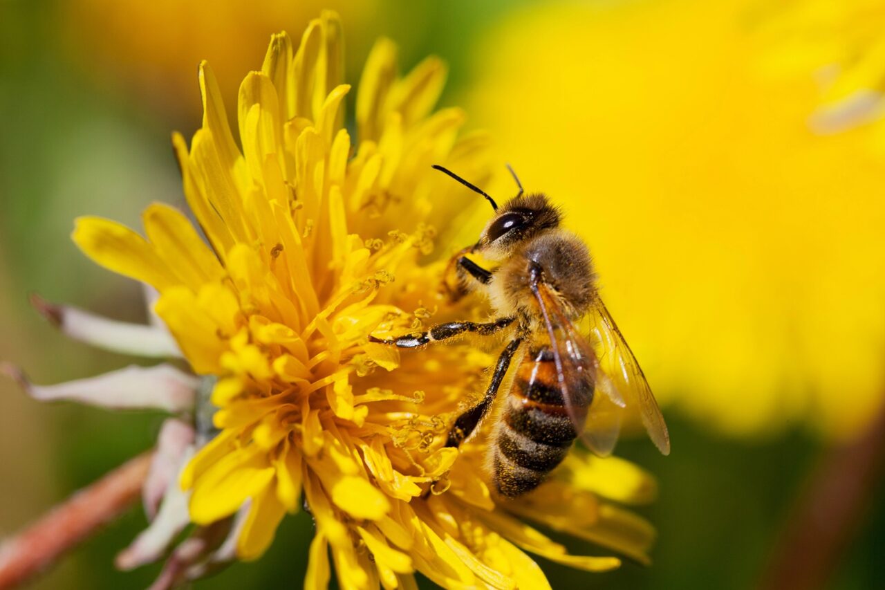 Hive Mind by Erend Space