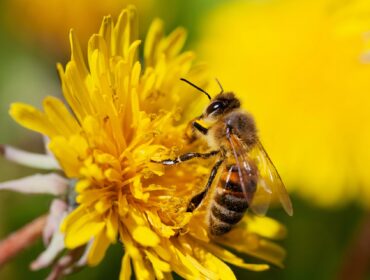 Hive Mind by Erend Space