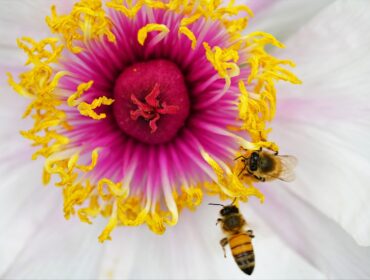 Pszczoły miodne zbierające nektar i pyłek z kwiatu – naturalna inteligencja roju w poszukiwaniu pokarmu.