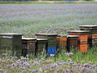 Rząd kolorowych drewnianych uli ustawionych na kwitnącej łące z fioletowymi kwiatami.