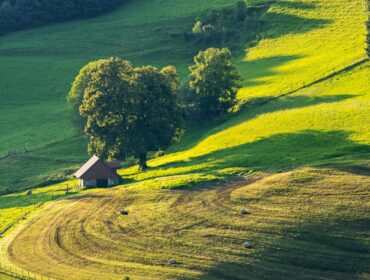 Krajobraz rolniczy i mozaika pól uprawnych – analiza struktury terenu pod kątem bazy pożytkowej dla pszczół.