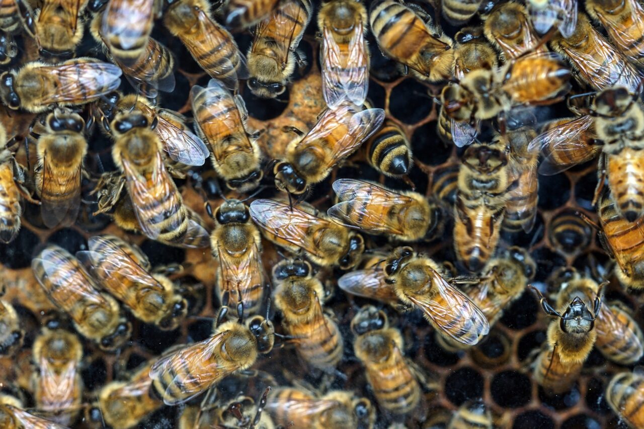 Hive Mind - umysł roju, ale również aplikacja dla pszczelarzy od firmy Erend Space