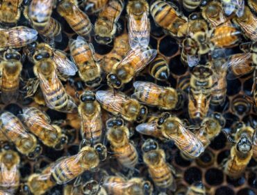 Hive Mind - umysł roju, ale również aplikacja dla pszczelarzy od firmy Erend Space