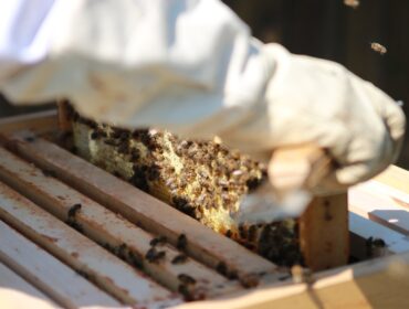 Przegląd pasieki i kontrola zapasów miodu – pszczelarz wyjmujący ramkę z pszczołami z nowoczesnego ula.