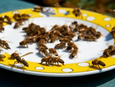 Pszczoły i osa poszukujące pokarmu zastępczego na talerzu podczas dziur pożytkowych.