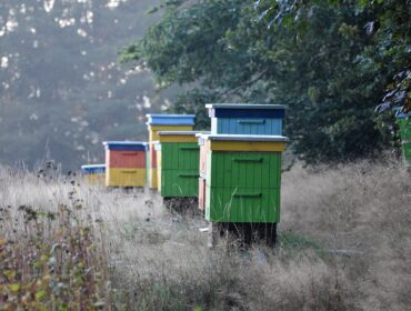 Kalendarz pożytkowy pasieki wędrownej w aplikacji Hive Mind.