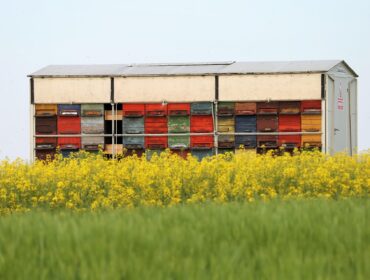 Ule na kwitnącym polu rzepaku w Polsce – terminy kwitnienia rzepaku przesuwają się przez ocieplenie klimatu